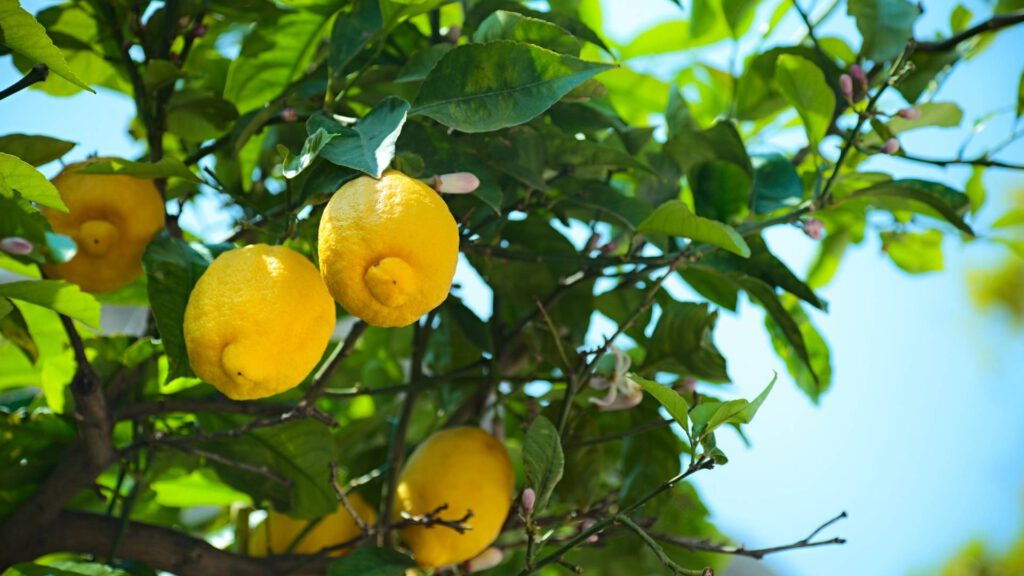 Zitronenbaum gießen pflegen