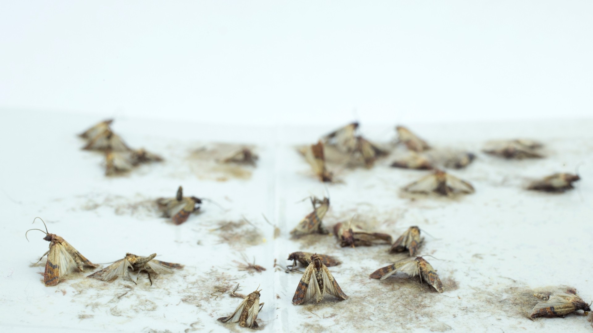 Lebensmittelmotten Ursachen und Bekämpfung CARLIKNOWS.de